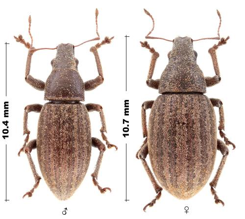 Réf. 330 641 : Achradidius creticus
